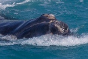 Southern Right Whale (Eubalaena australis)